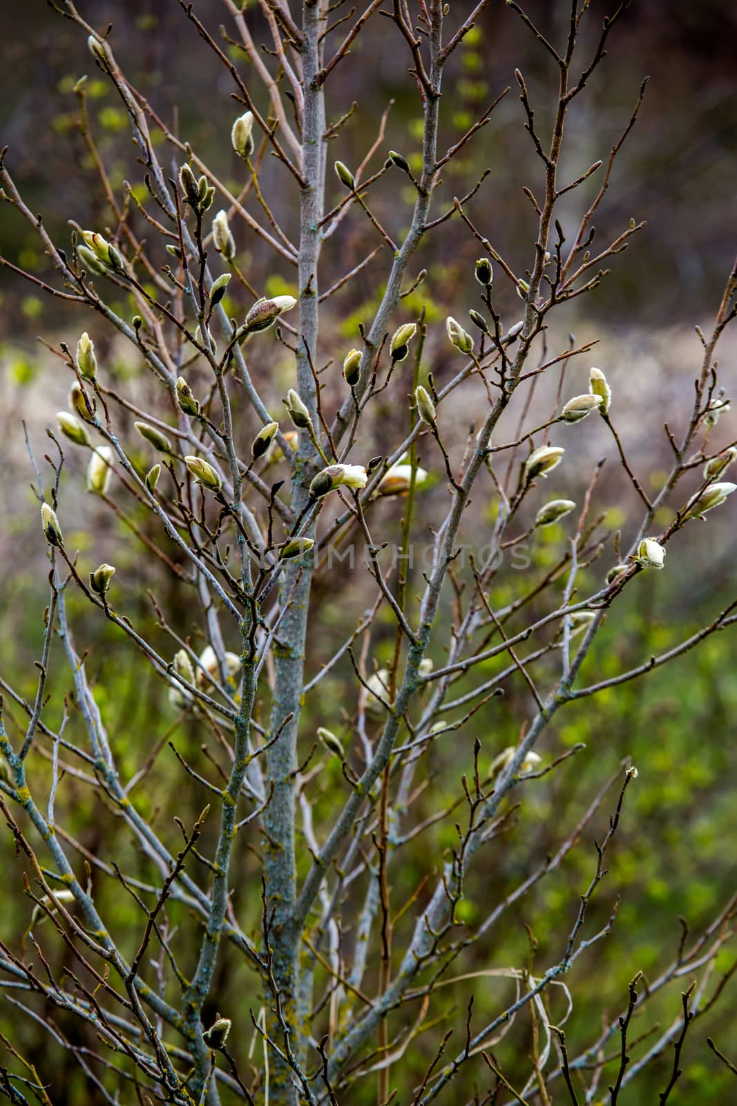 Magnolia bush in the spring, Latvia. Flowering bush with magnolia flowers. White flowering shrub on green field. Flowering shrub with magnolia flower in summer day, Latvia.