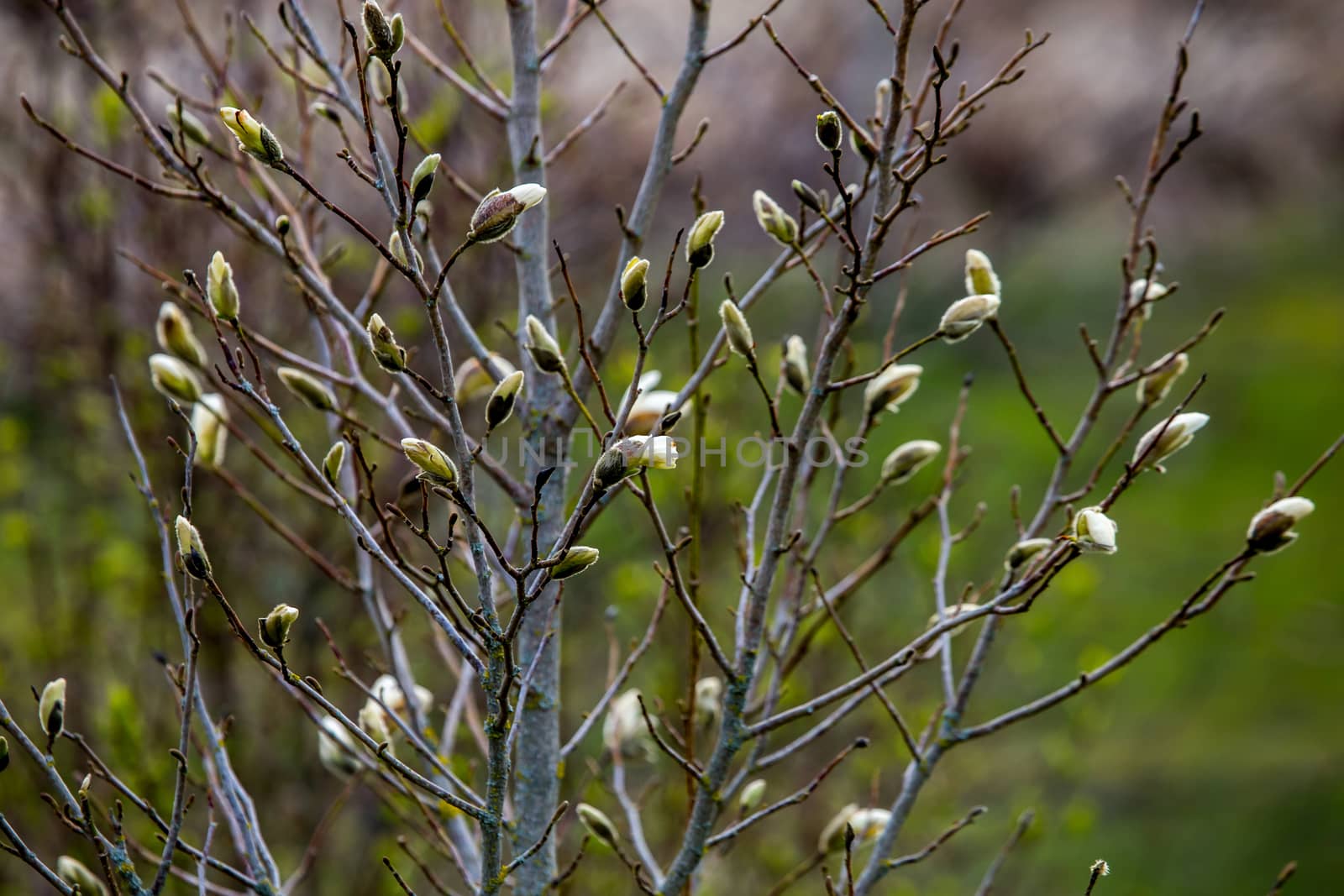 Magnolia bush in the spring, Latvia. Flowering bush with magnolia flowers. White flowering shrub on green field. Flowering shrub with magnolia flower in summer day, Latvia.