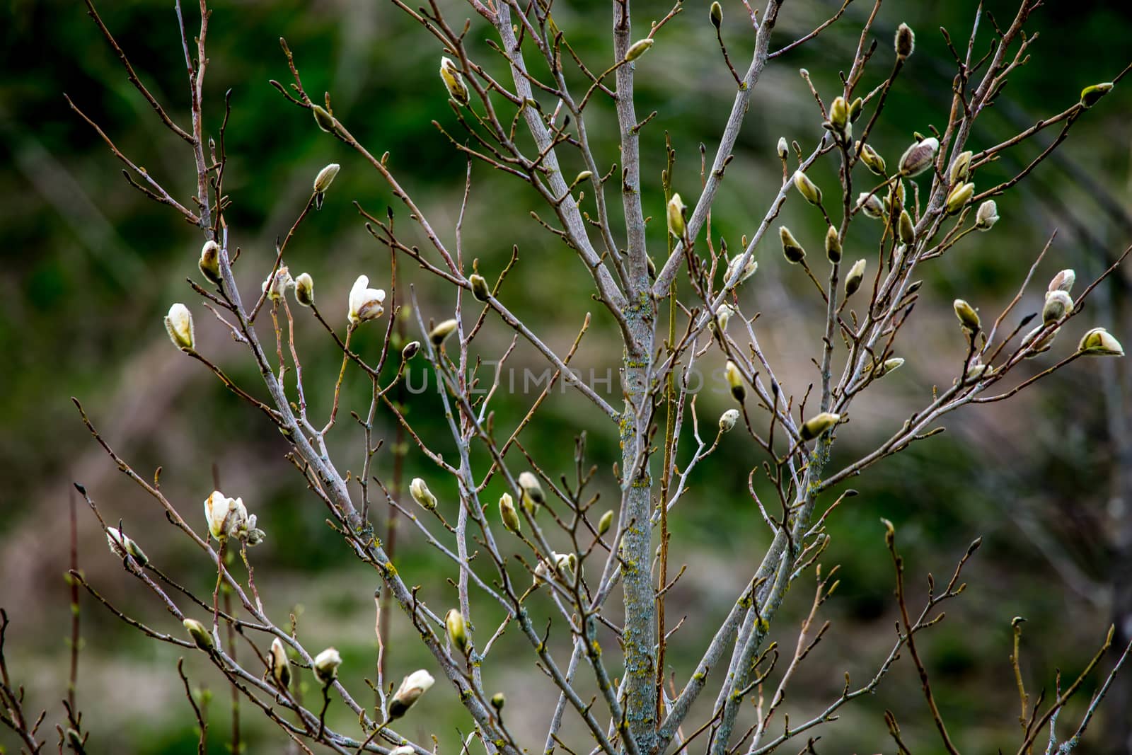 Magnolia bush in the spring, Latvia. Flowering bush with magnolia flowers. White flowering shrub on green field. Flowering shrub with magnolia flower in summer day, Latvia.