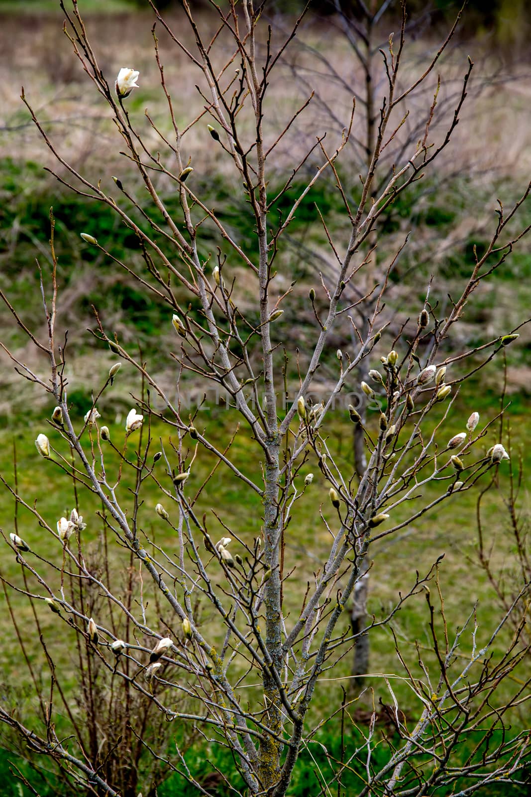 Magnolia bush in the spring, Latvia. Flowering bush with magnolia flowers. White flowering shrub on green field. Flowering shrub with magnolia flower in summer day, Latvia.