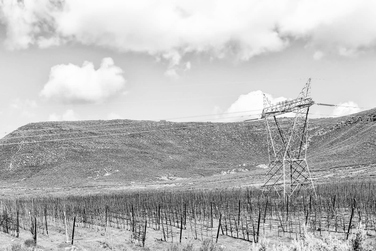 Farm landscape on road R46 near Ceres in the Western Cape Province. Espalier fruit trees and electricity infrastructure are visible. Monochrome