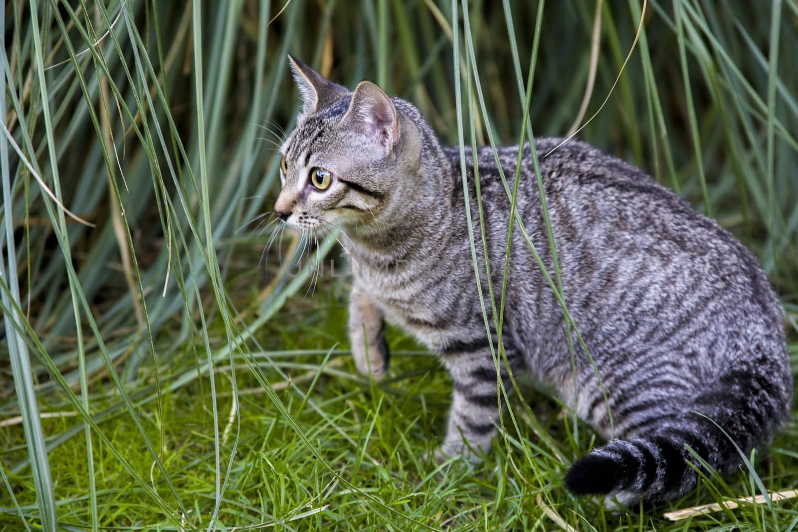 The cat sneaks through the thick grass. Tabby cat walks in the garden. Juicy greens on the lawn.