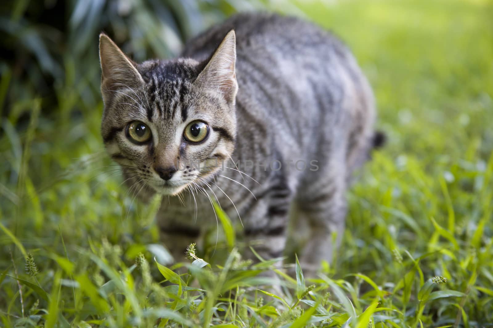 The cat sneaks through the thick grass. Tabby cat walks in the garden. Juicy greens on the lawn.