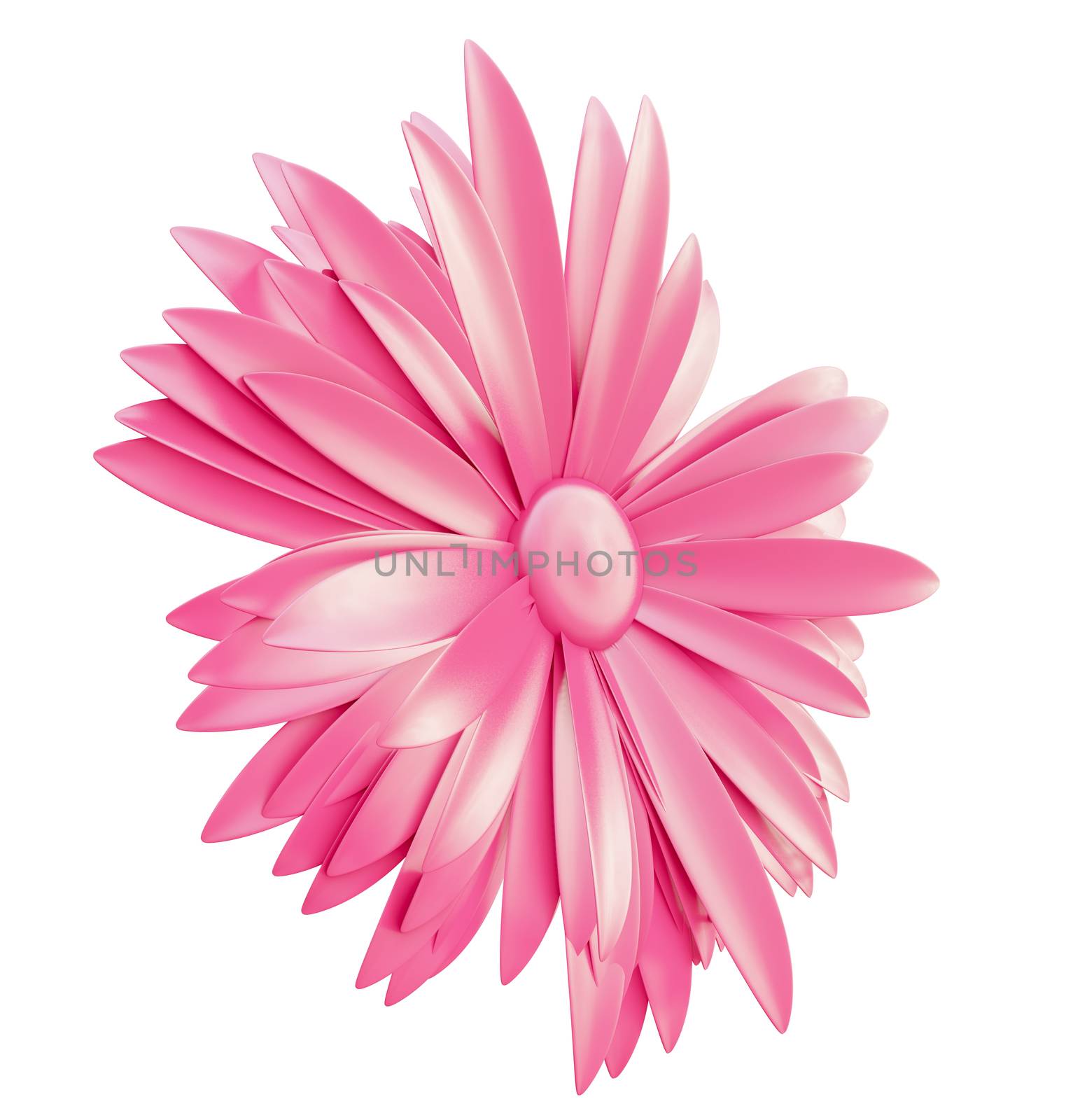 Light Pink Flower isolated on white background by cherezoff