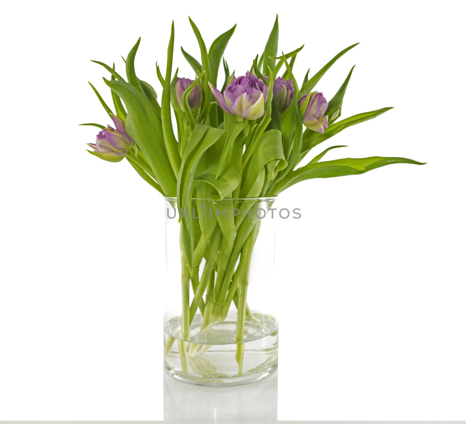 Pink tulips bouquet in vase isolated on white background