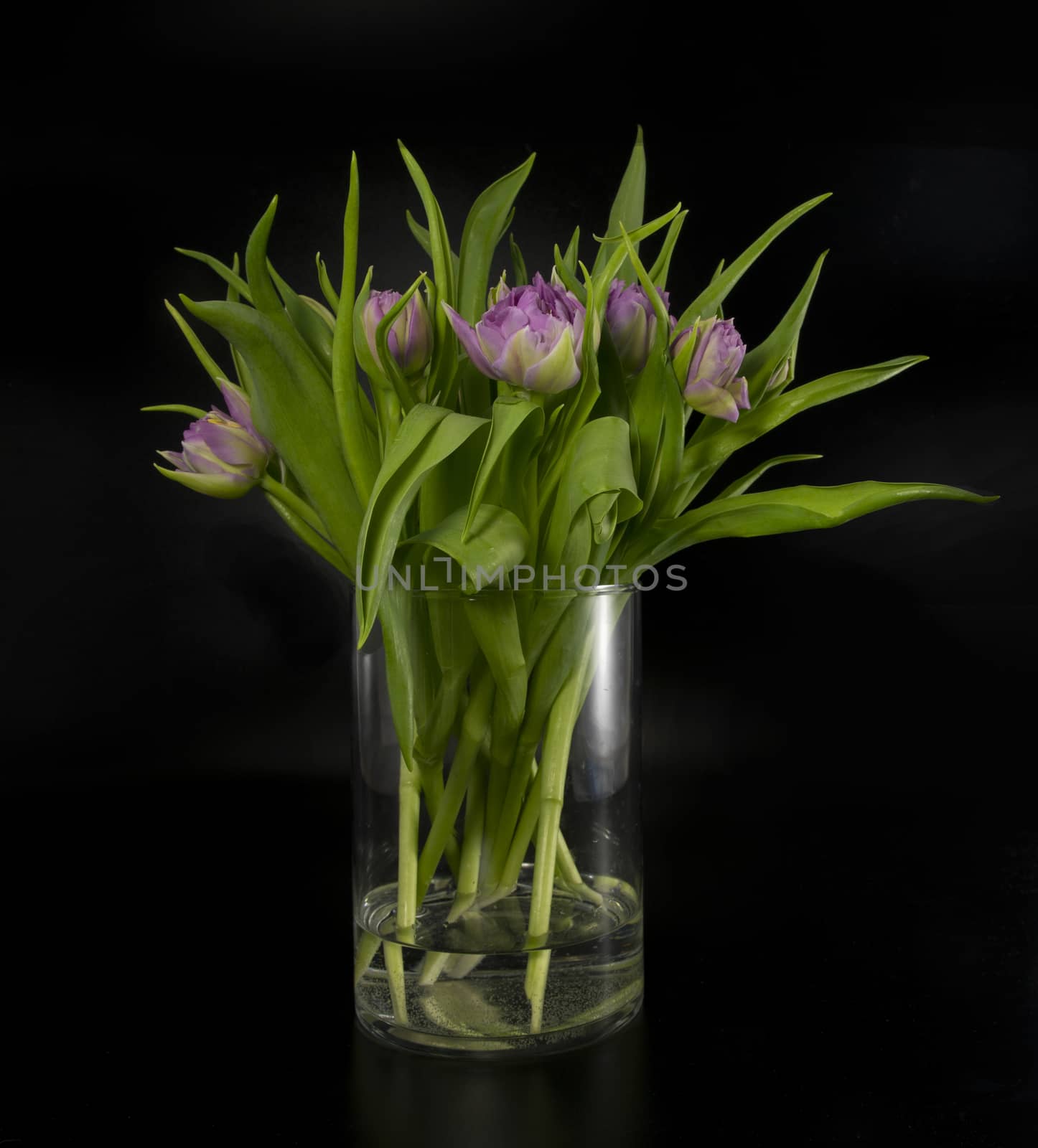Pink tulips bouquet in vase isolated on black background