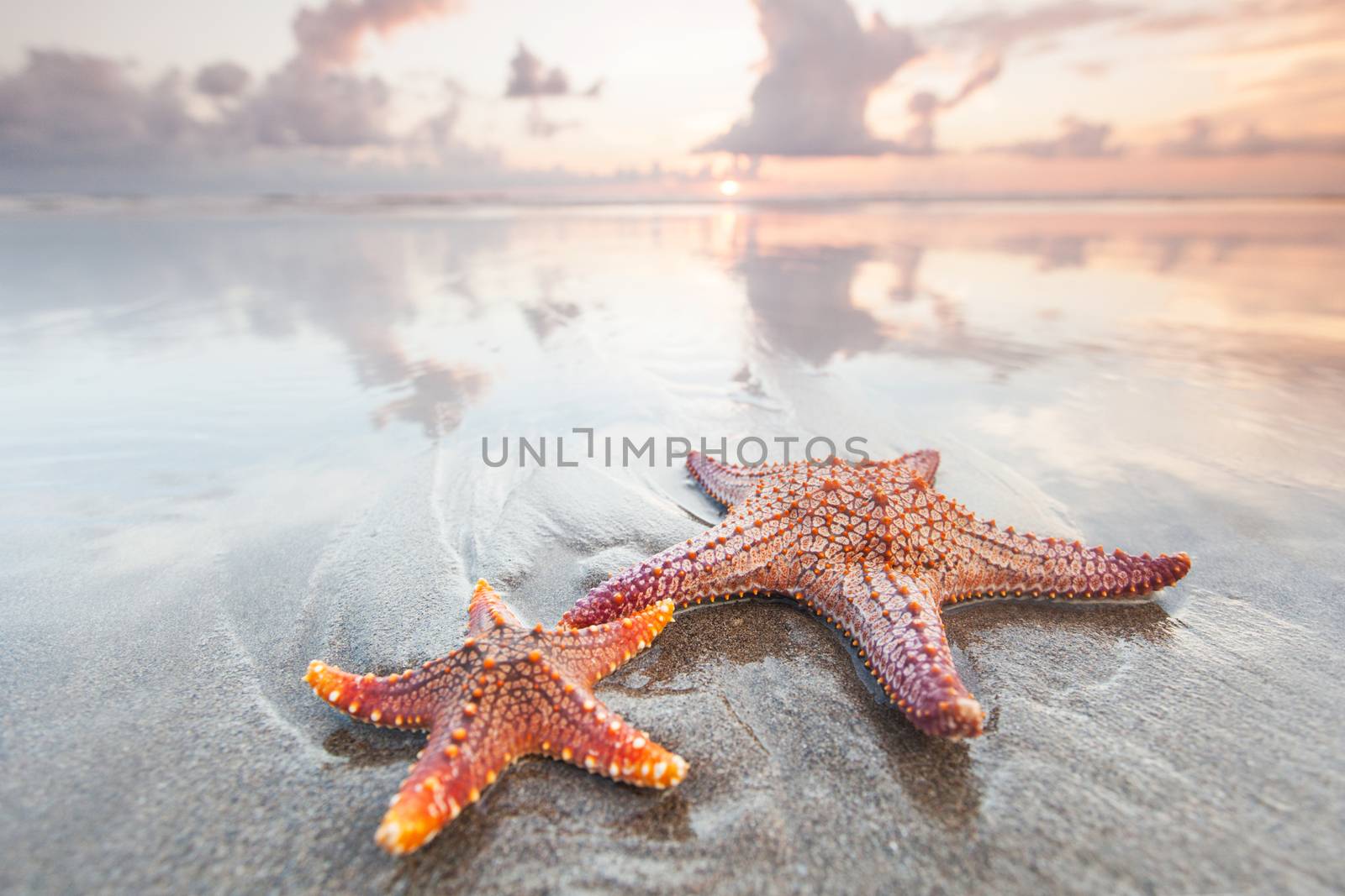 Two starfish in surf of summer beach at sunset