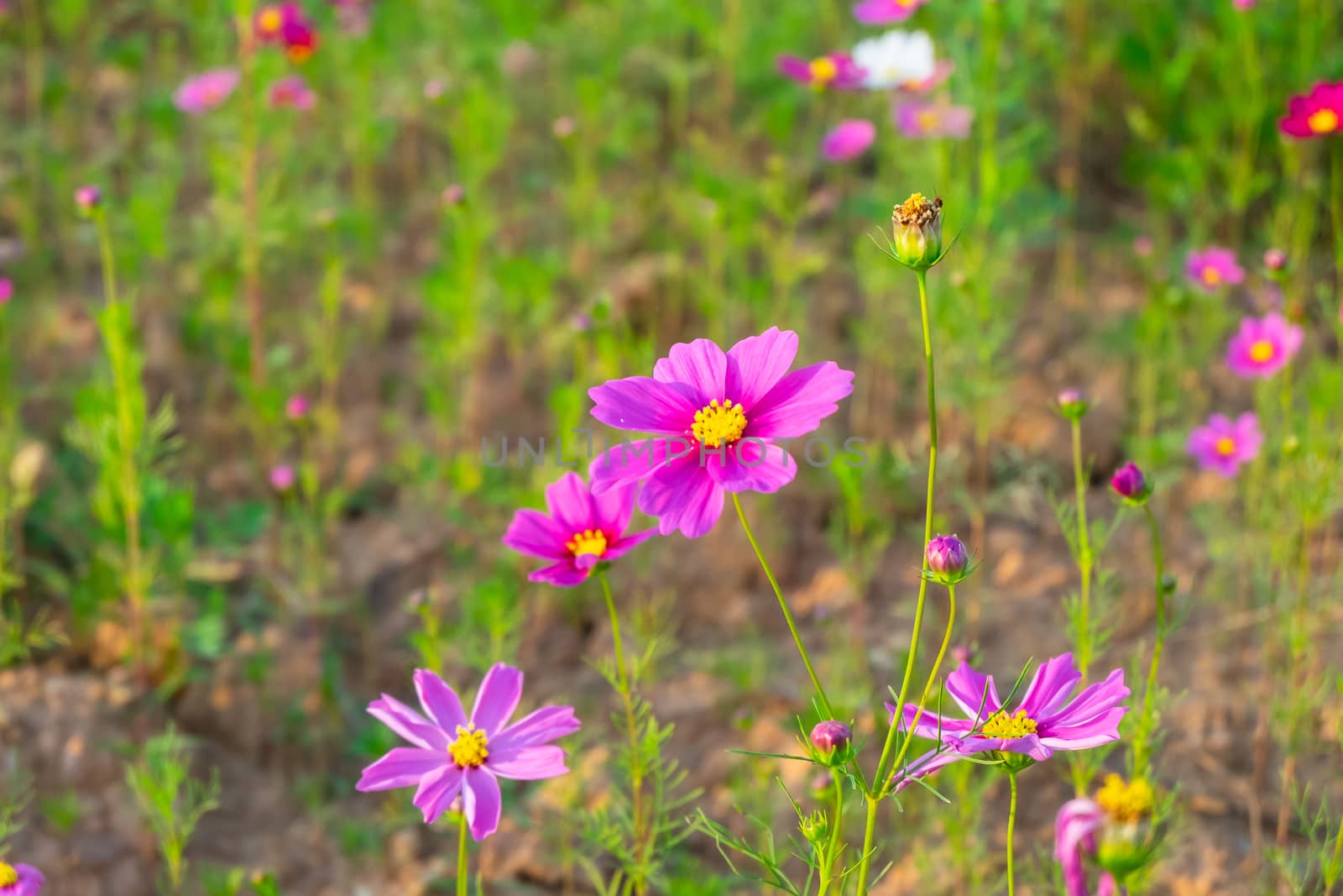 cosmos flowers in the farm