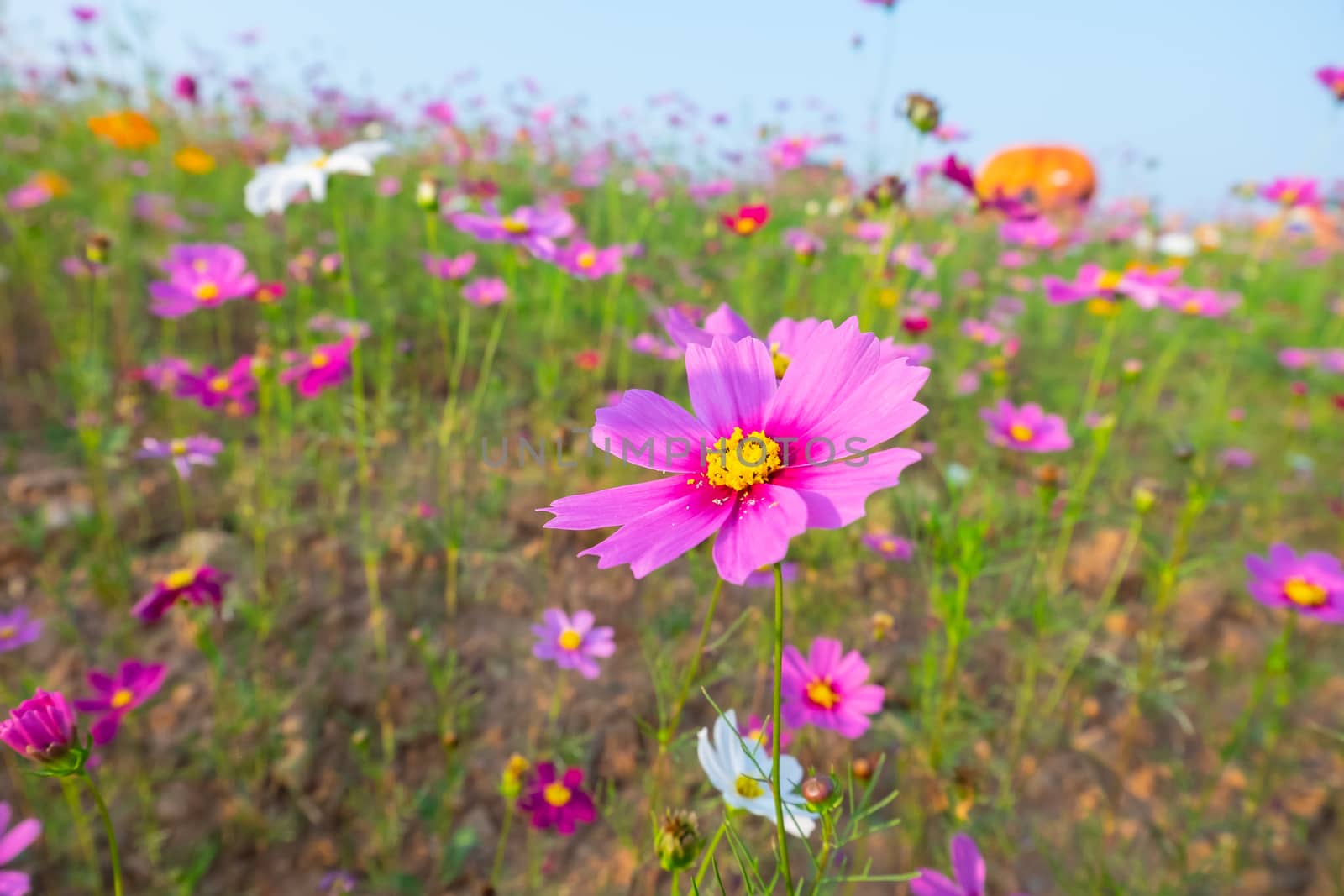 cosmos flowers in the farm