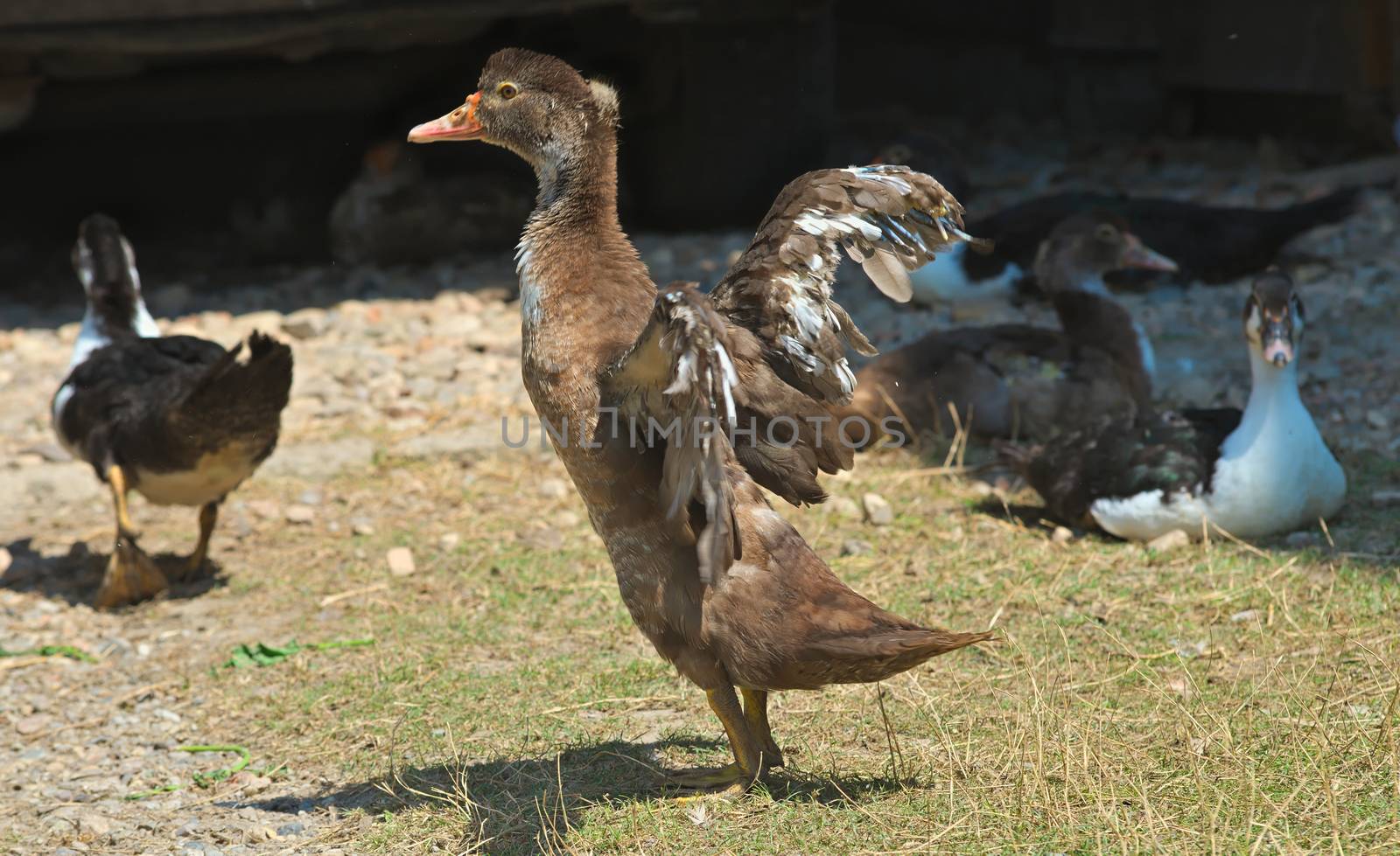 Duckling waving it wings with other ducklings around