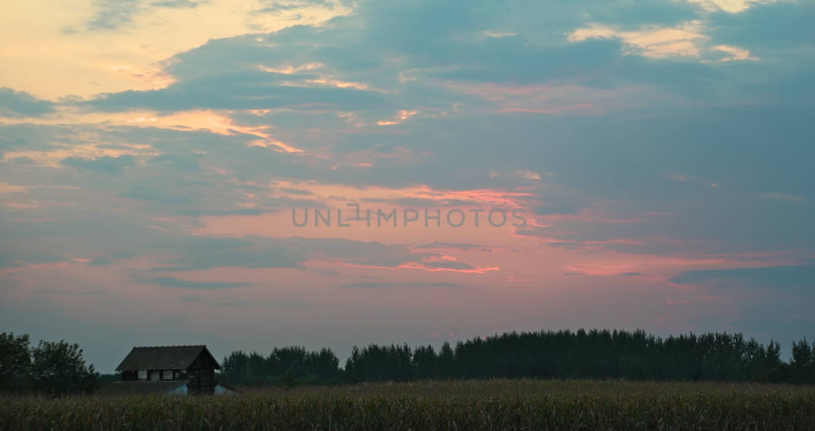 Colorful sunset over corn field, summer landscape