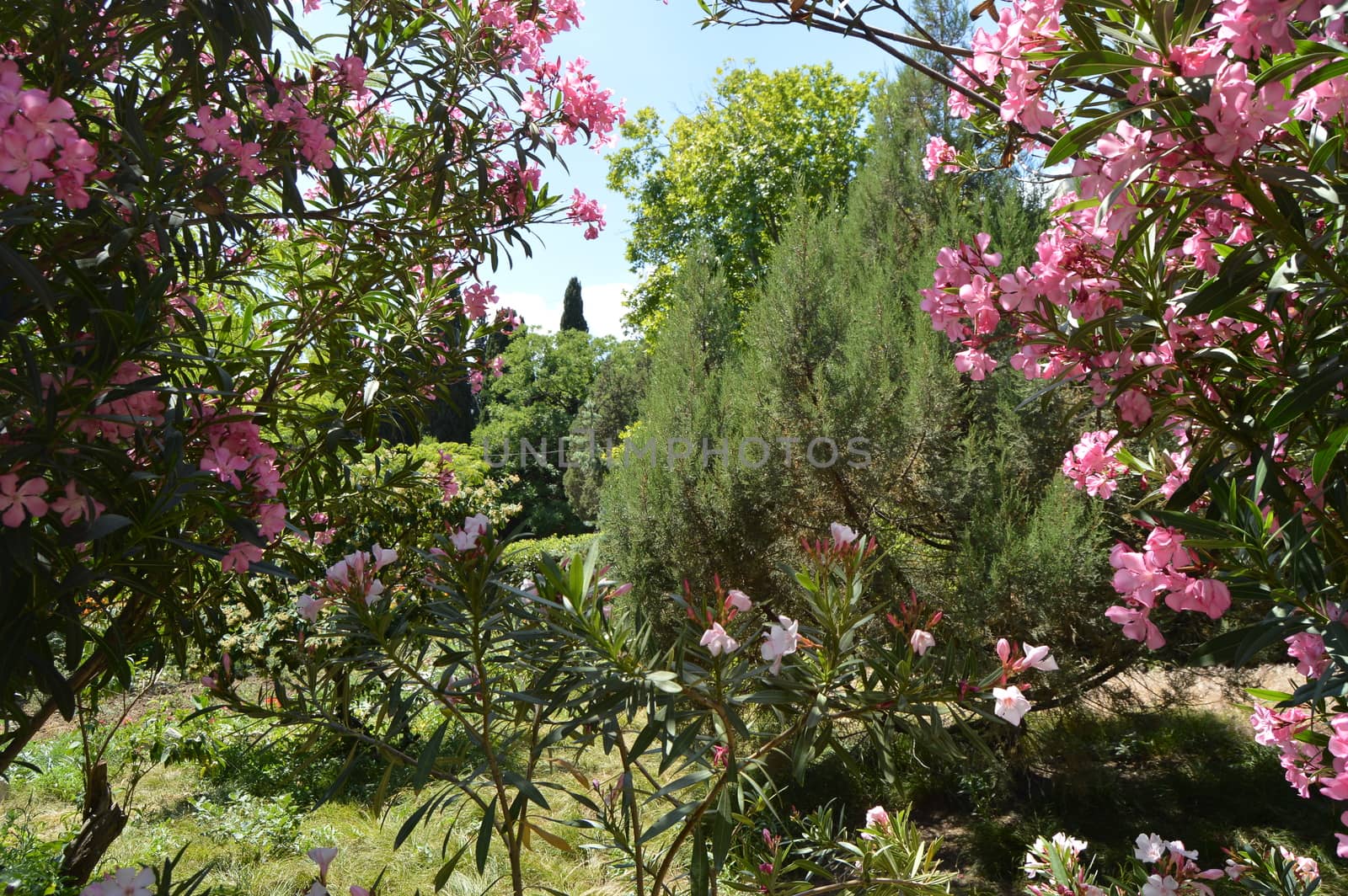 Beautiful view of evergreen trees through a frame of blooming coral oleander, Sunny day, Botanical Park.