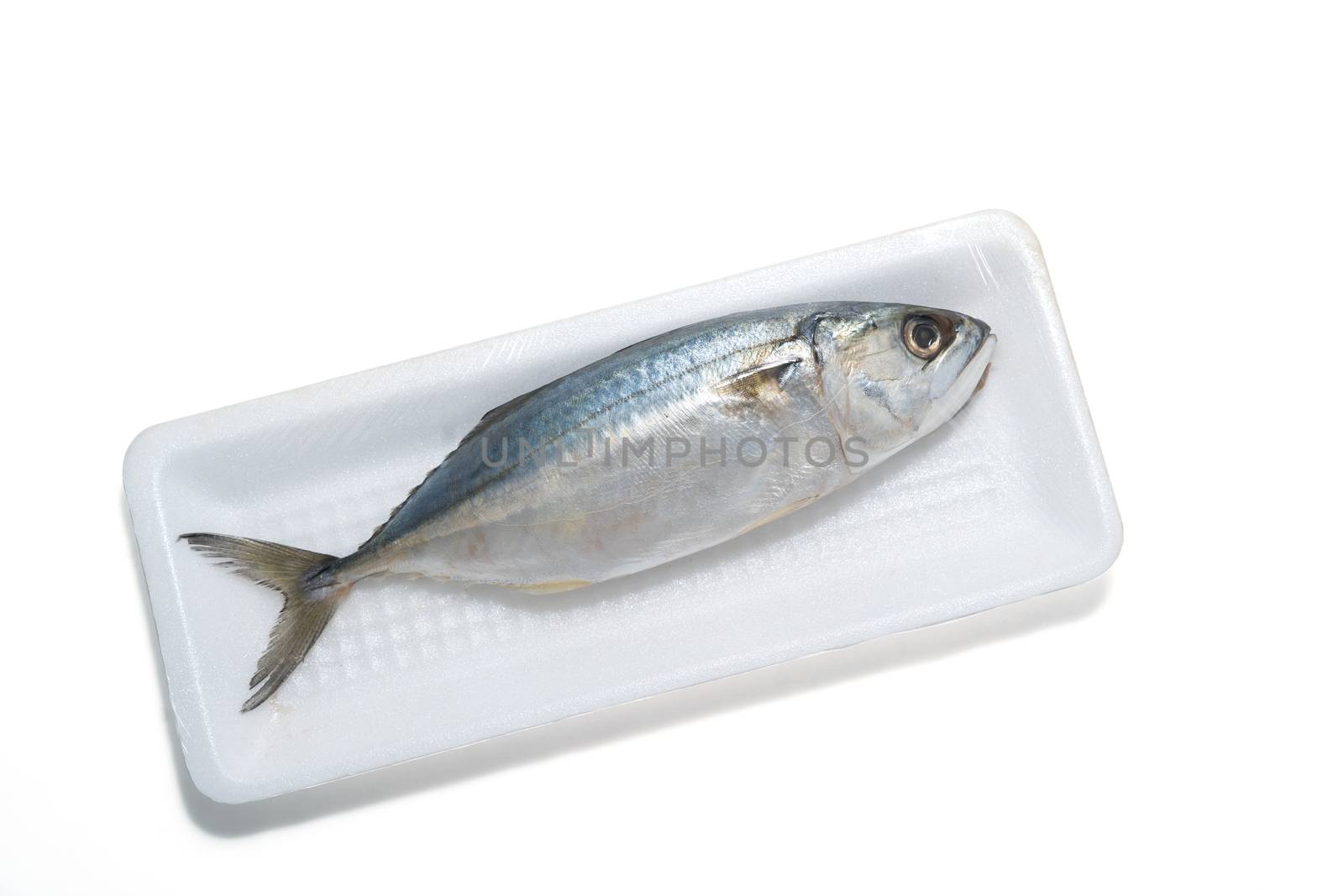 fresh mackerel fish pack isolated on white background with clipping path