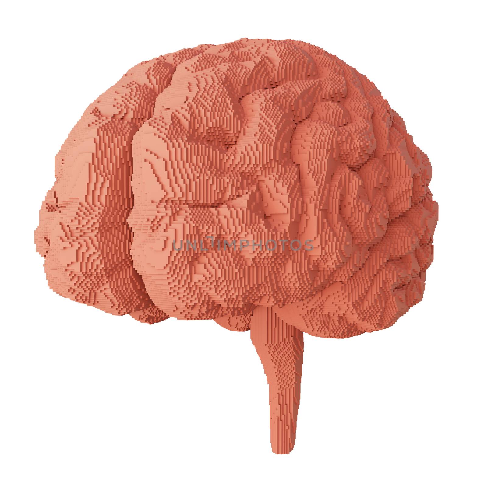 3d rendered brain isolated by cherezoff