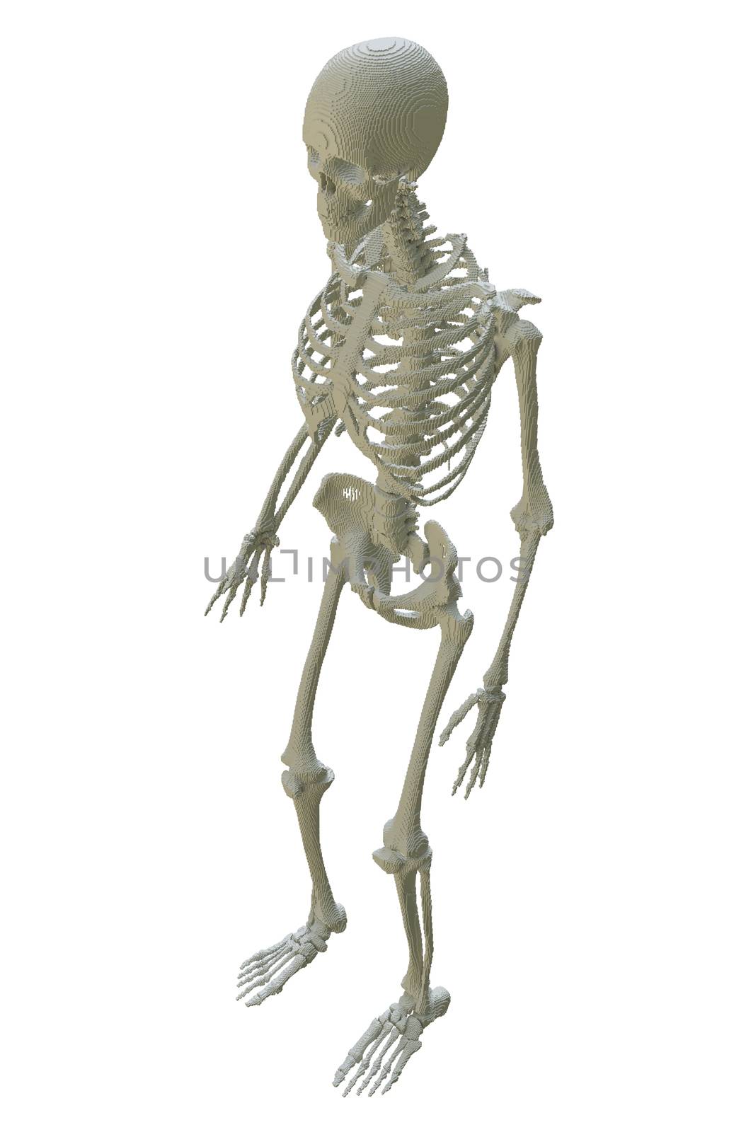 3d printed skeleton isolated on white background. 3D illustration