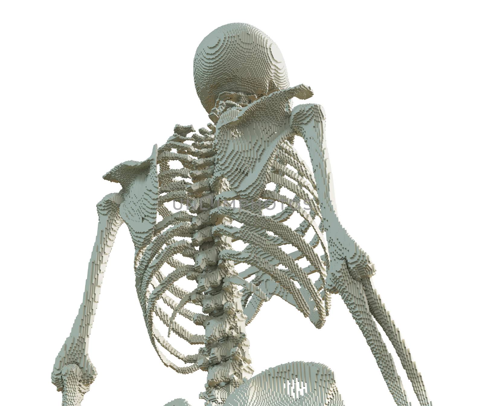 3d printed skeleton isolated by cherezoff