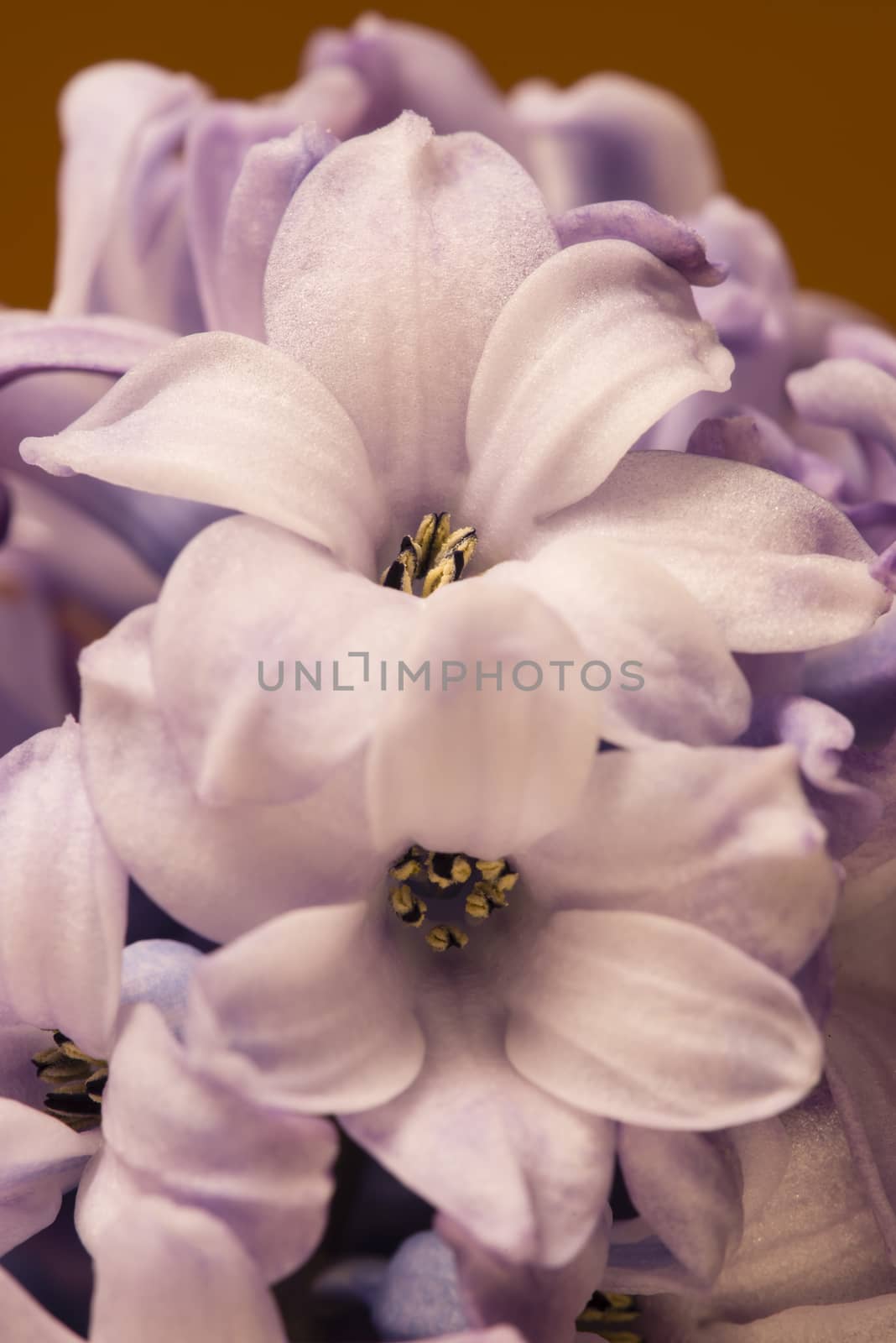 Hyacinthus flowers close up, bulbous, fragrant flowering plants.