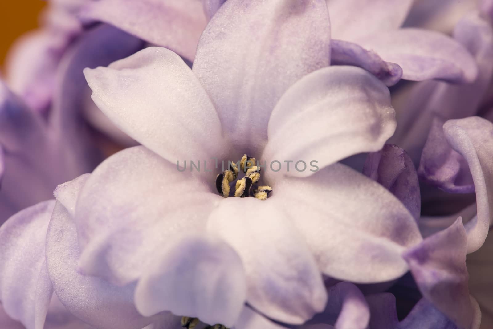 Hyacinthus flowers close up, bulbous, fragrant flowering plants.
