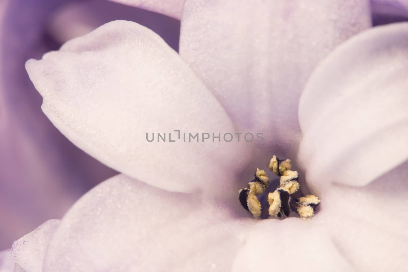 Hyacinthus flowers close up, bulbous, fragrant flowering plants.