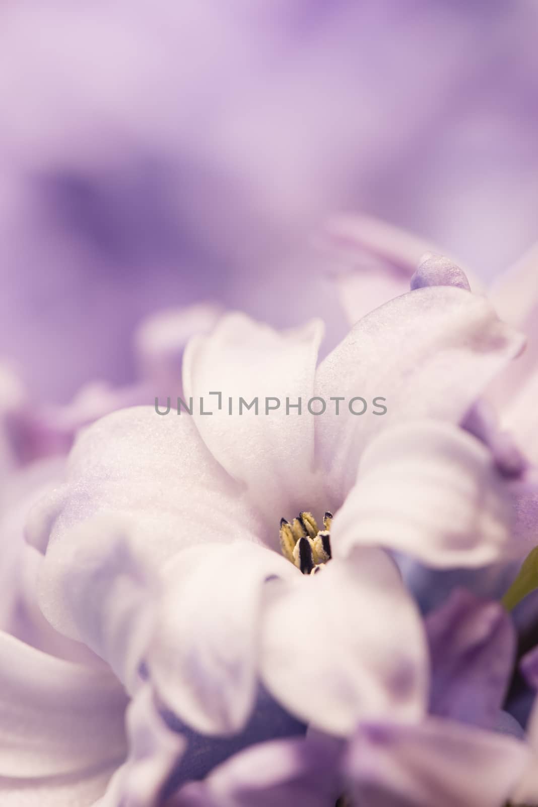 Hyacinthus flowers close up, bulbous, fragrant flowering plants.