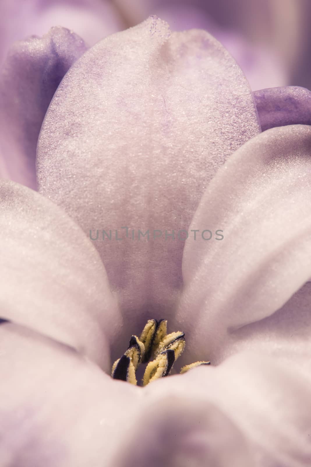 Hyacinthus flowers close up, by AlessandroZocc
