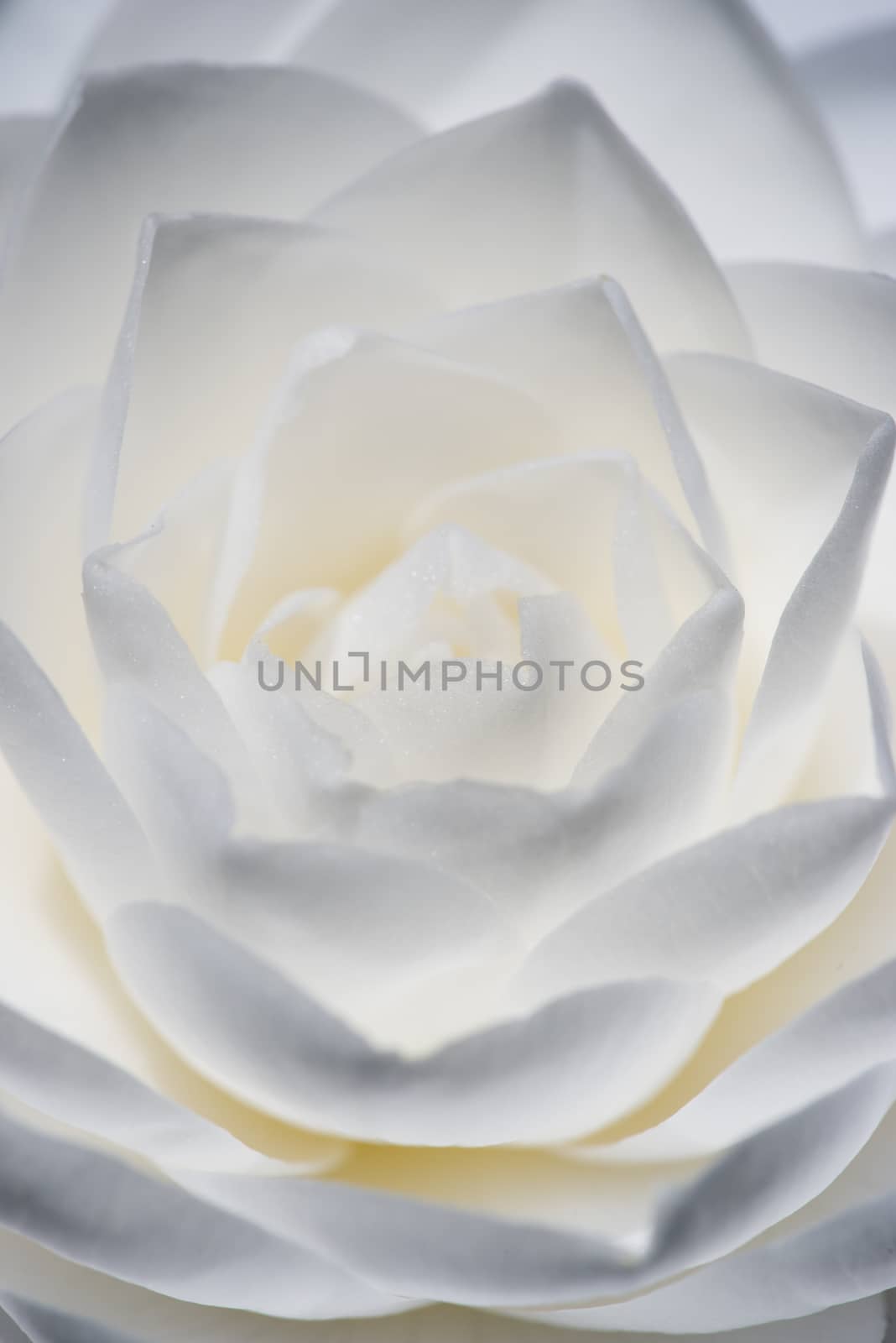 Detail of Camelia flower with white, grey and yellow petals.