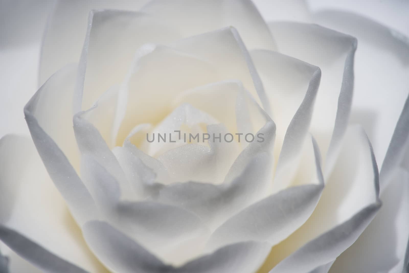 Detail of Camelia flower with white, grey and yellow petals.