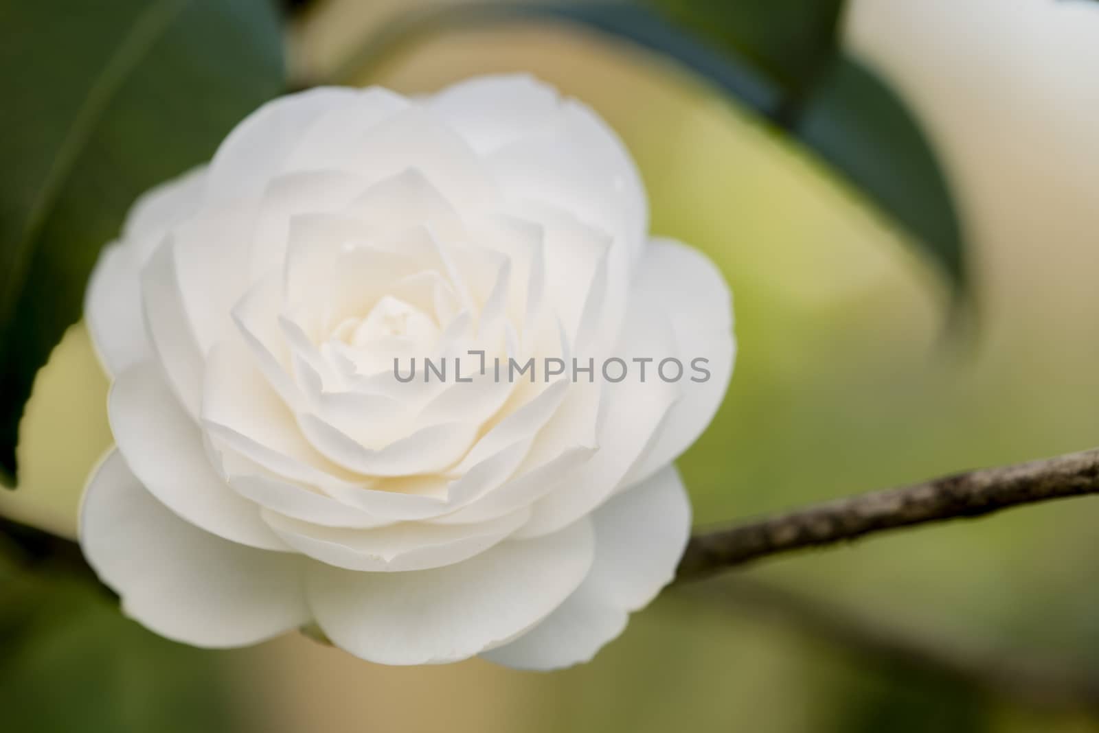 Detail of Camelia flower with white, grey and yellow petals.