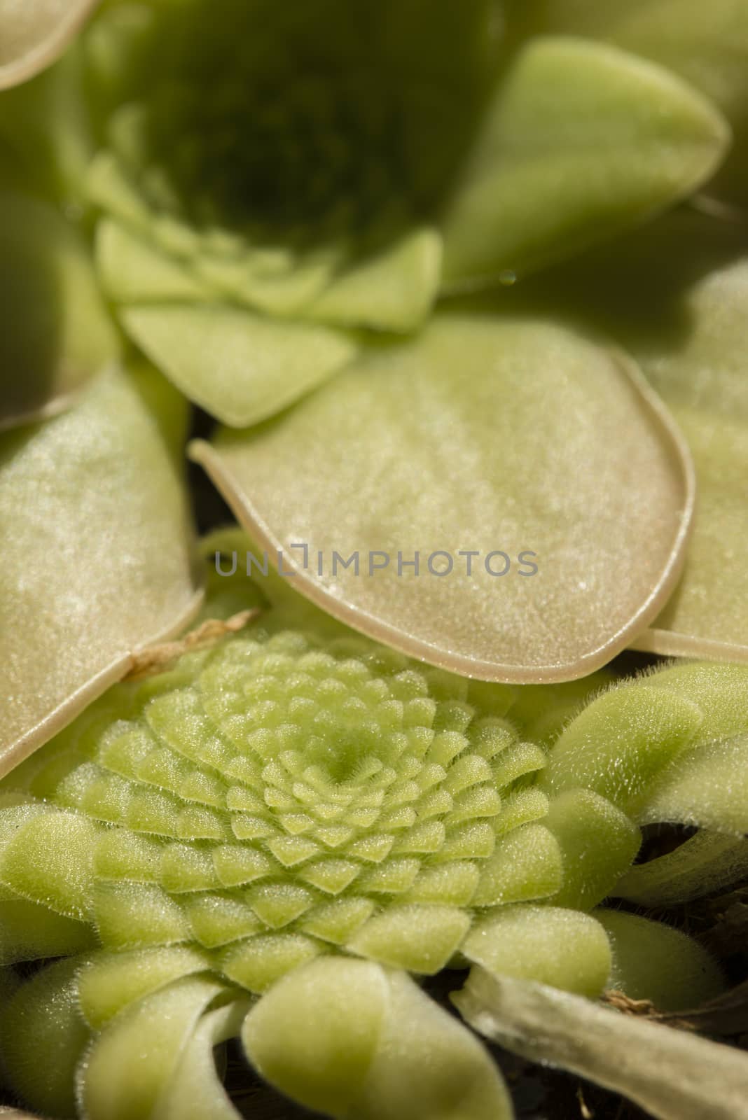 Plants and flower of insectivorous Pinguicula. by AlessandroZocc