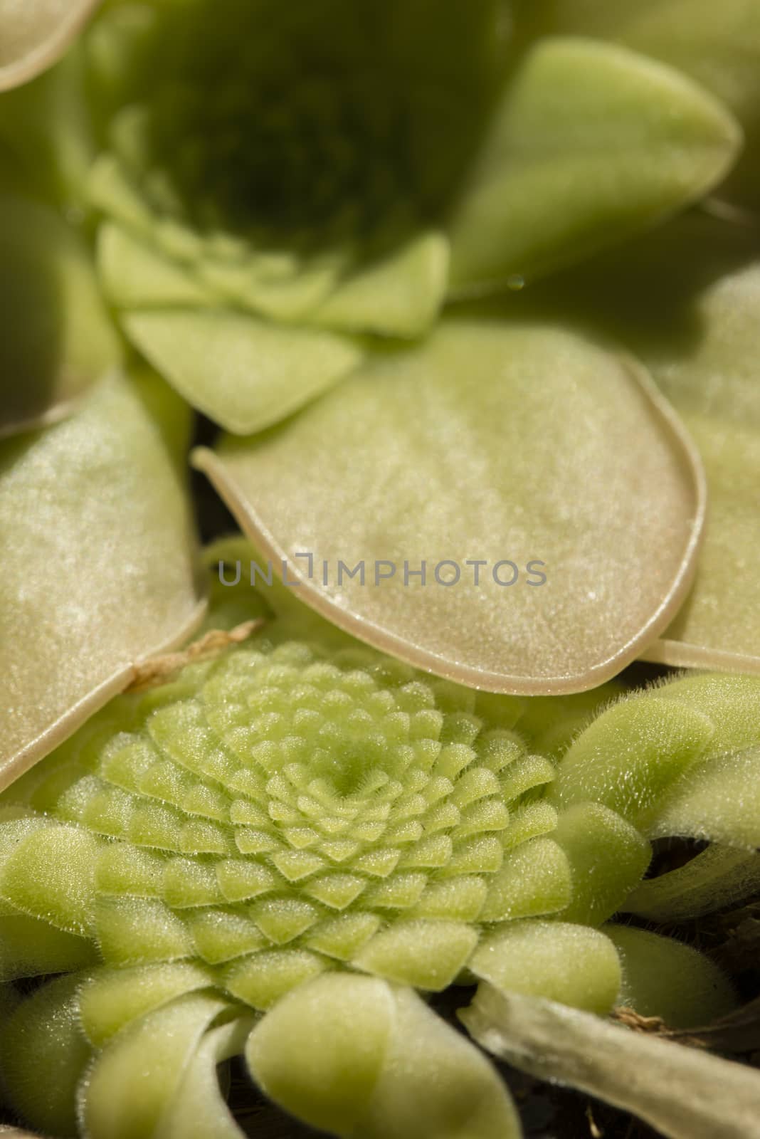 Plants and flower of insectivorous plant Pinguicula.