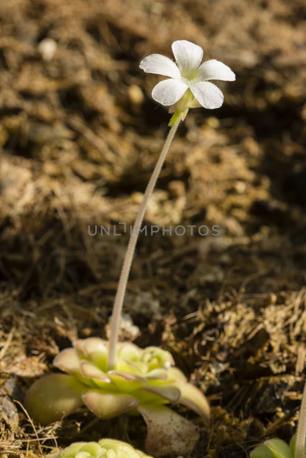 Plants and flower of insectivorous Pinguicula. by AlessandroZocc