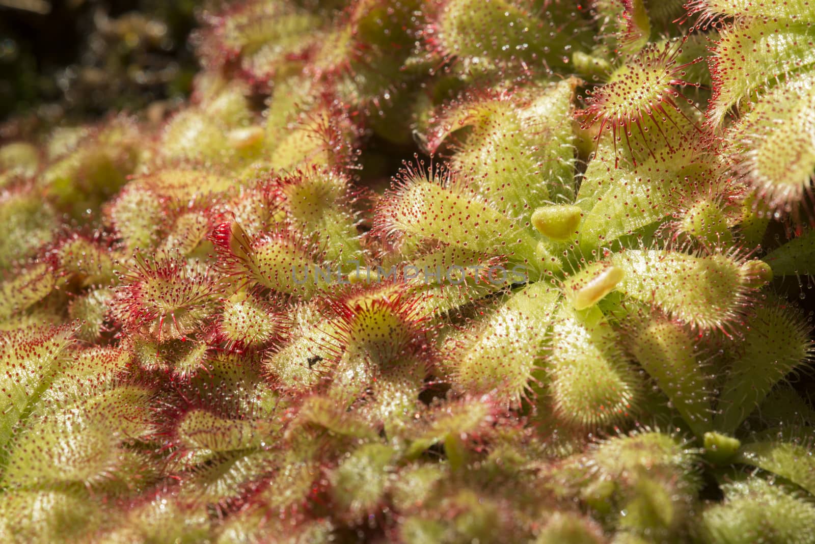 Sundew insectivorous plants with red sticky droplets.