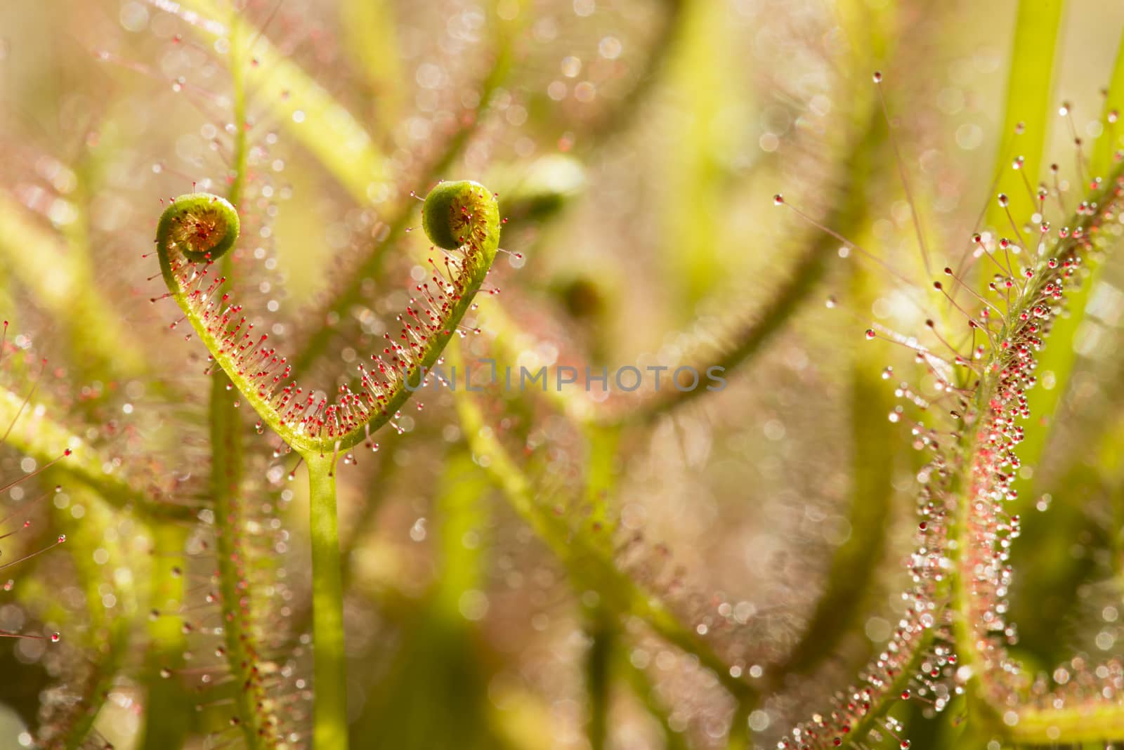 Sundew insectivorous plants of Drosera. by AlessandroZocc