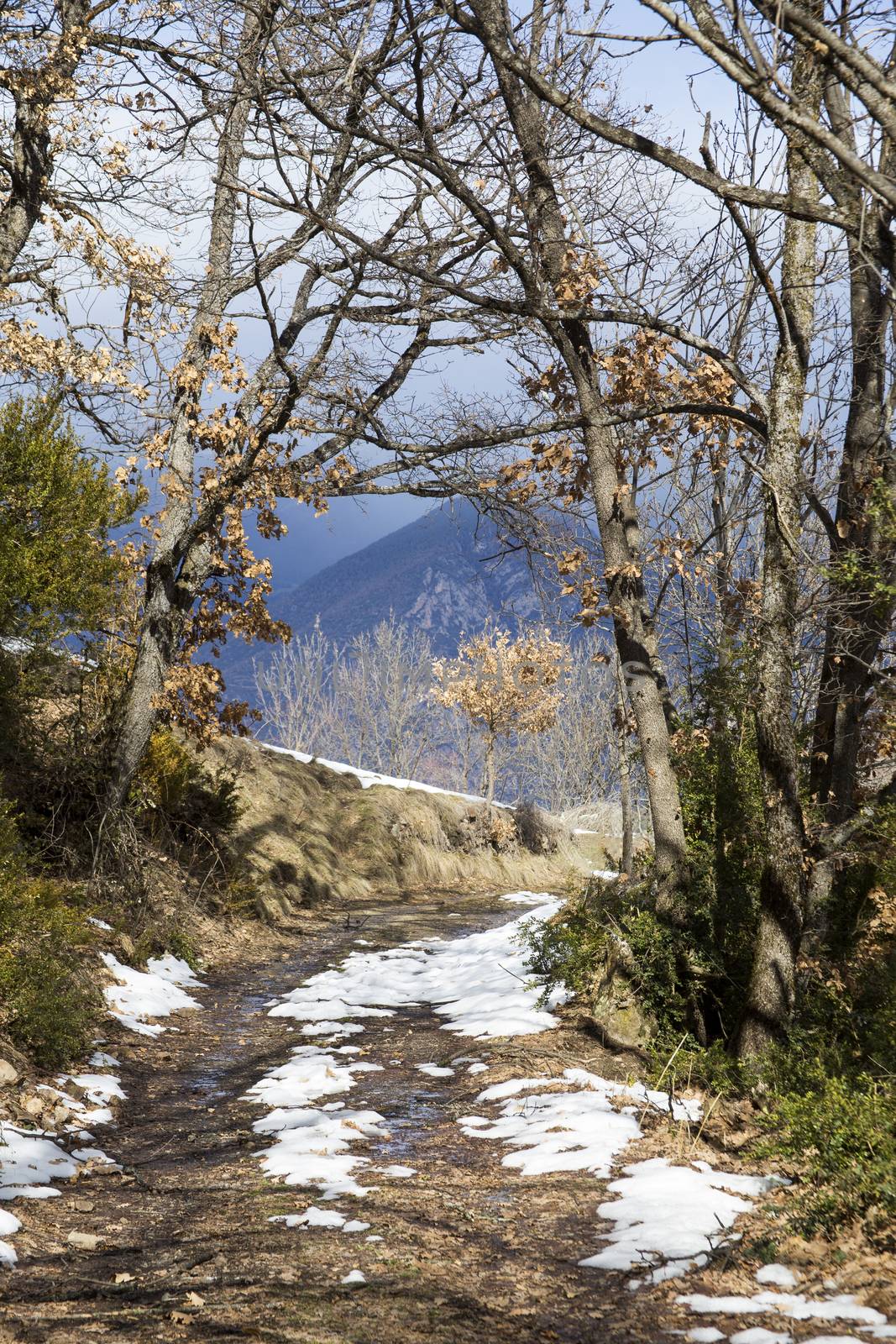 The path in the mountain forest, on which lies melting snow, lit by a bright spring sun. In the distance, mountain peaks are visible against a darkened sky.