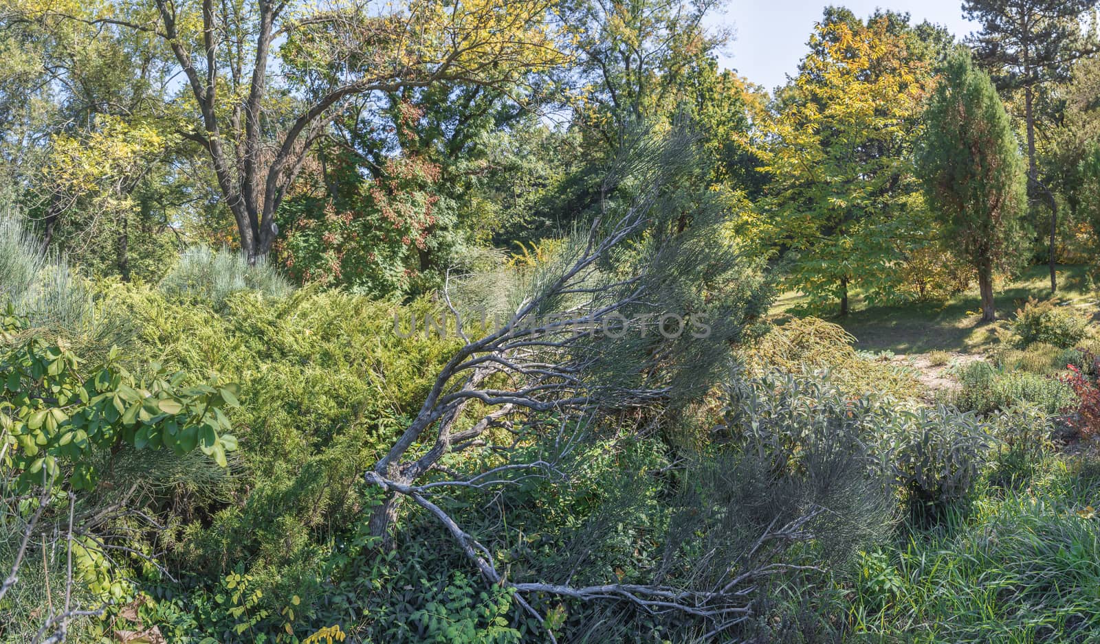 Trees in the Old Botanical Garden in Odessa, Ukraine, on a sunny autumn day