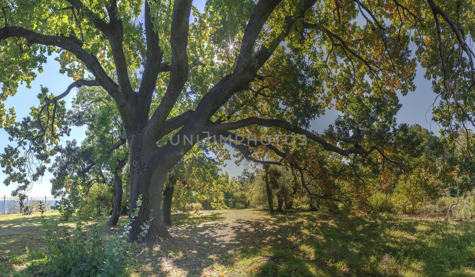 Trees in the Old Botanical Garden in Odessa, Ukraine, on a sunny autumn day