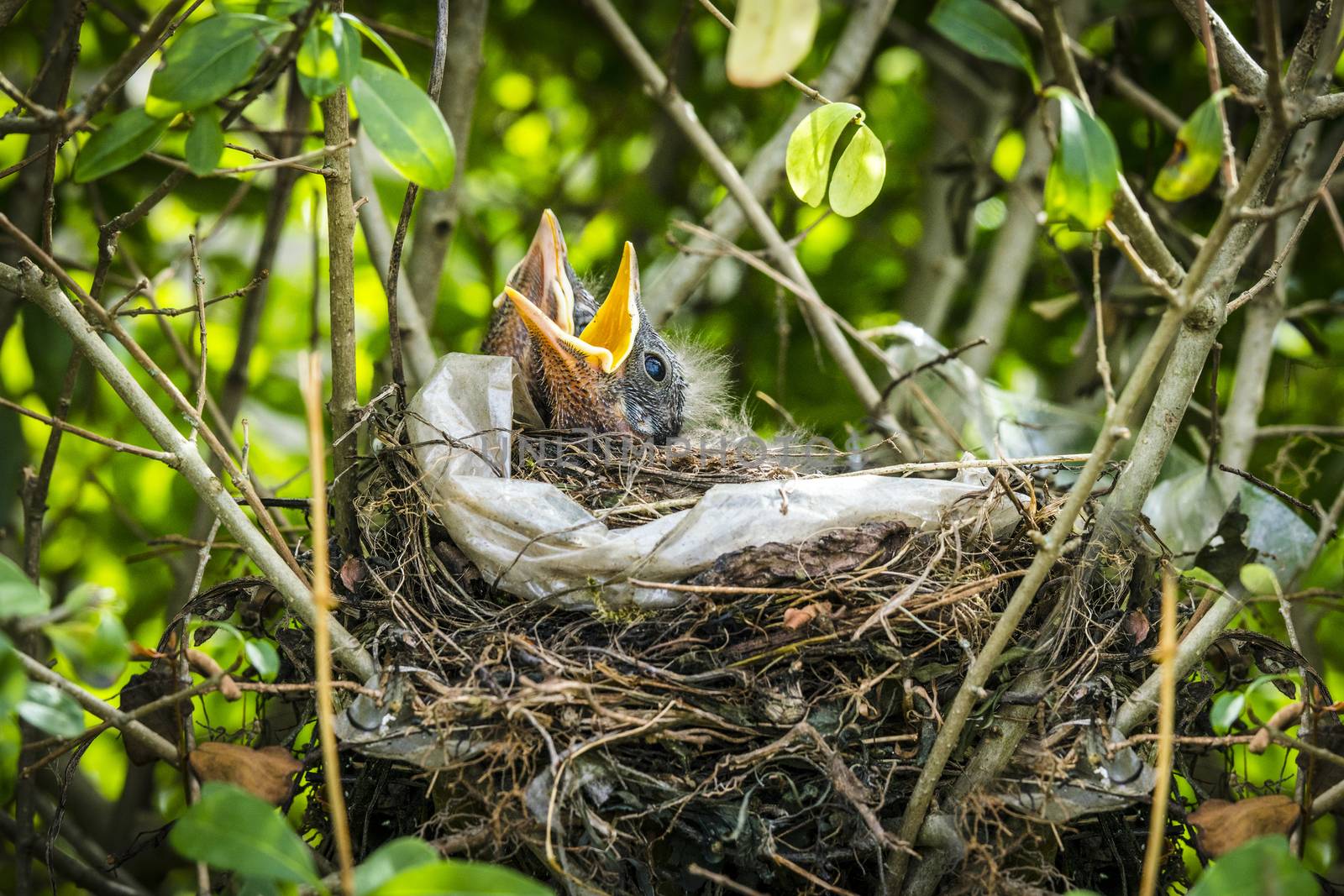 Newly hatched blackbirds in a birds nest in green nature with open beaks waiting for food