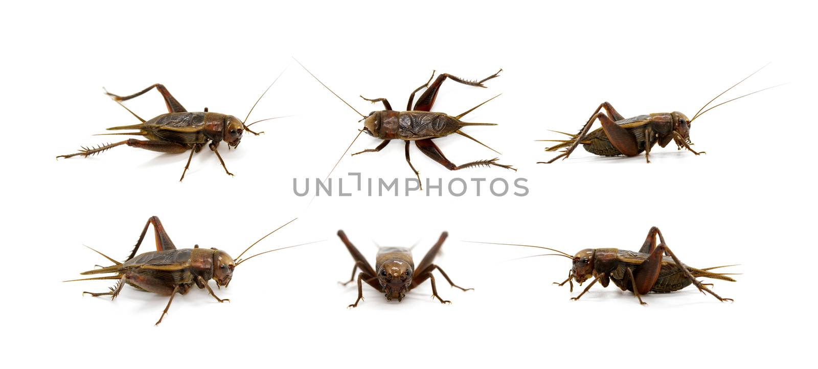 Group of cricket on white background., Insects. Animals. by yod67