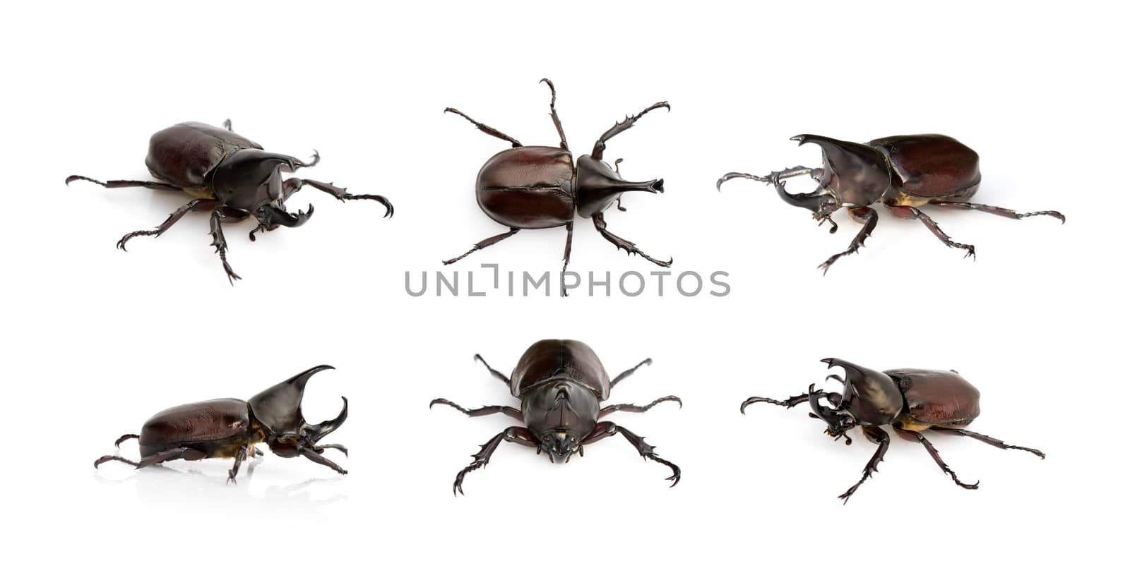 Group of dynastinae on a white background. Insect. Animal. Dynastinae is fighter of the mountain in from Thailand.