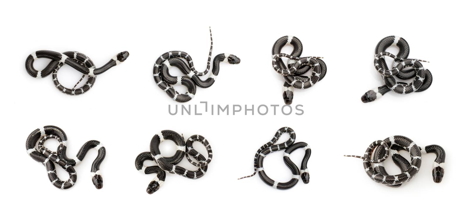 Image of little snake set (Lycodon laoensis) on white background., Reptile,. Animals.