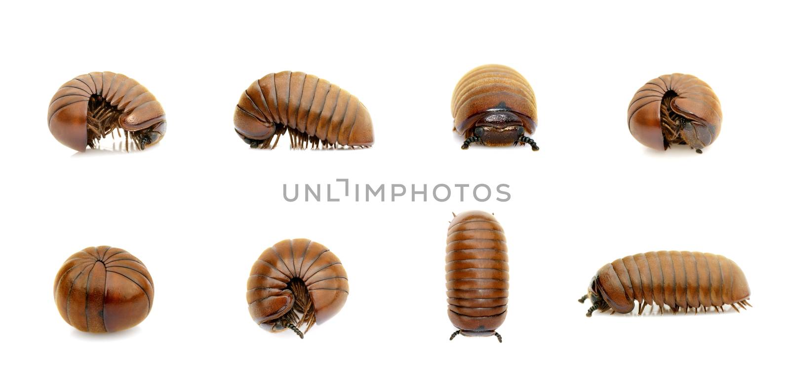 Group of pill millipede worm(Oniscomorpha) isolated on a white background. Glomerida. Insect. Animal.