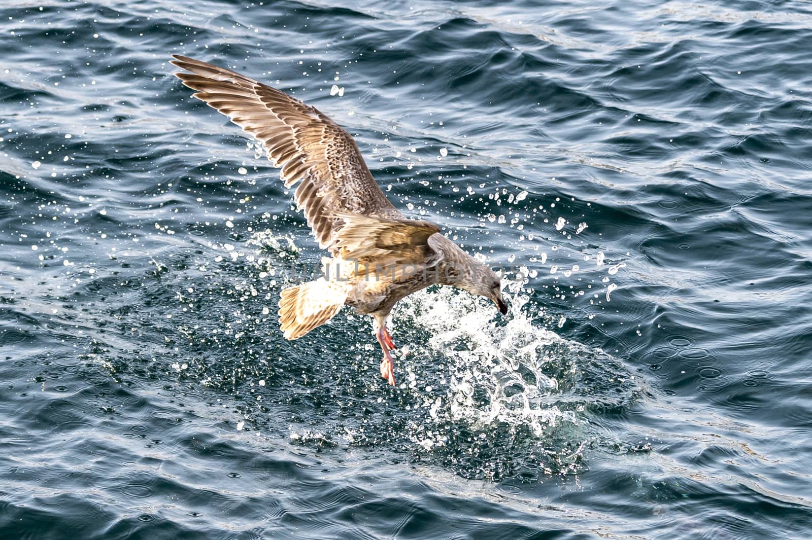 The Flying White-talied Sea Eagle near Rausu in Shiretoko, Hokkaido of Japan.