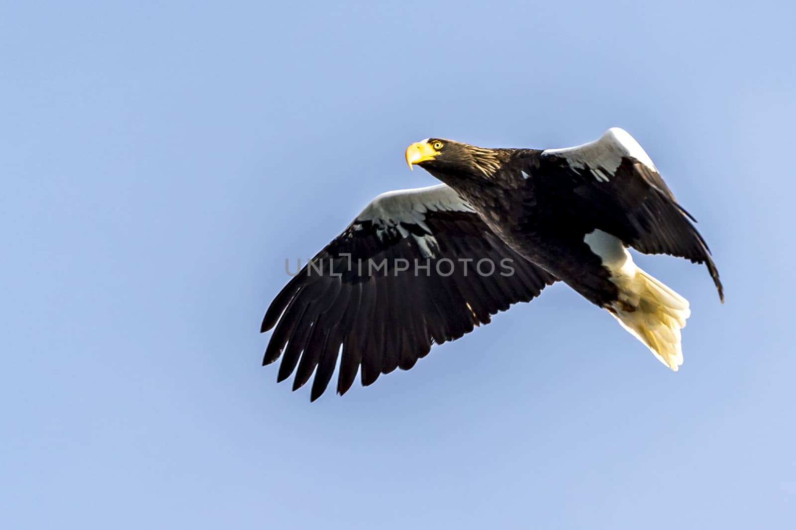 The Flying Predatory Stellers Sea-eagle near Rausu in Shiretoko, Hokkaido of Japan.