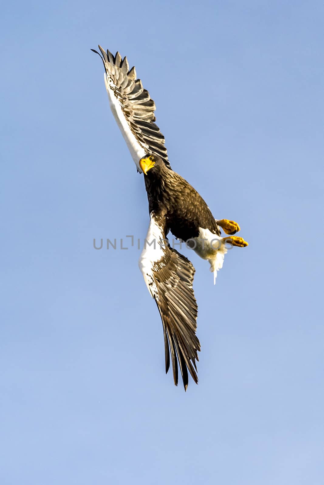 The Flying Predatory Stellers Sea-eagle near Rausu in Shiretoko, Hokkaido of Japan.