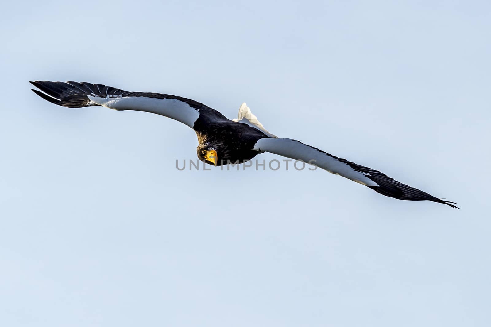 The Flying Predatory Stellers Sea-eagle near Rausu in Shiretoko, Hokkaido of Japan.