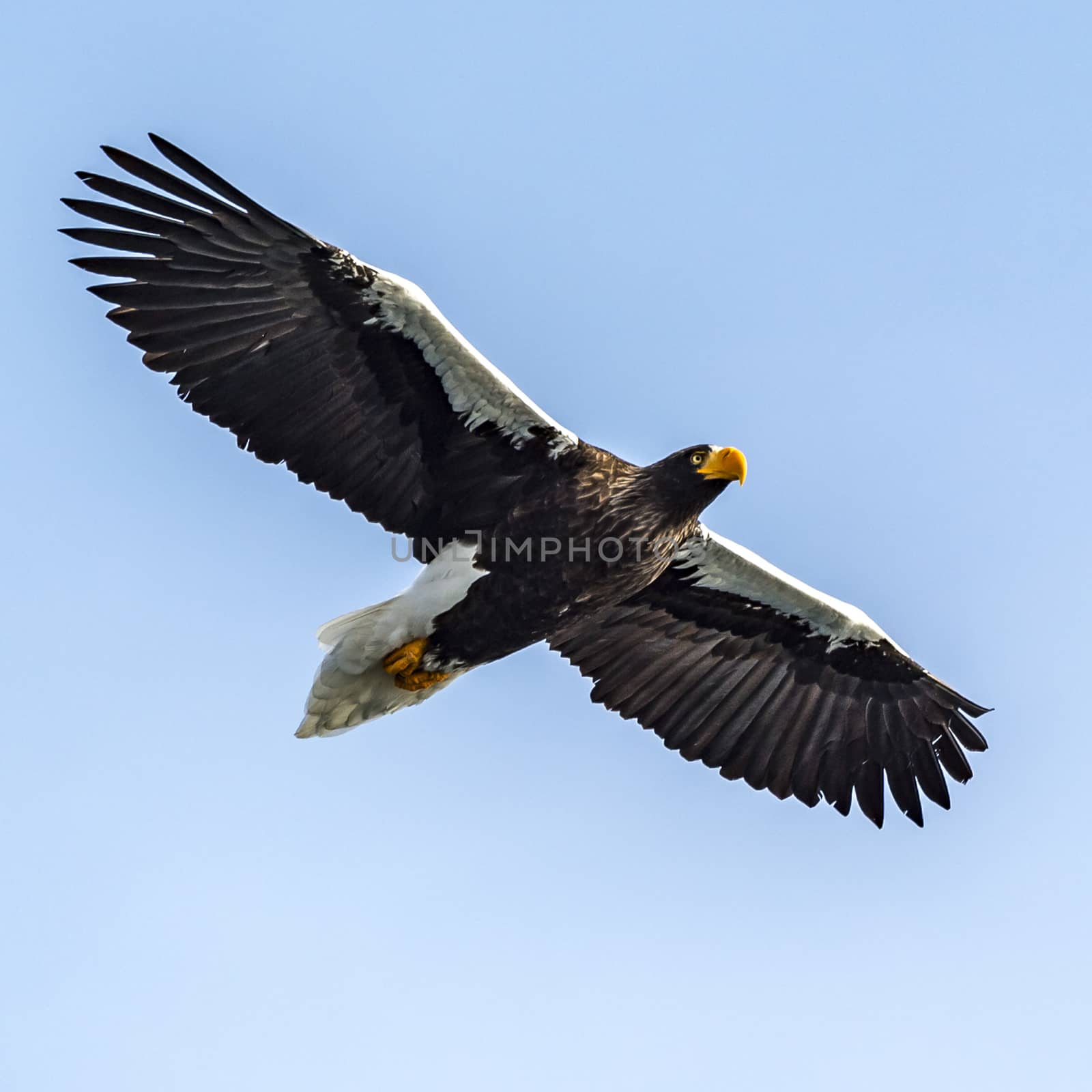 Flying Predatory Stellers Sea-eagle by JasonYU