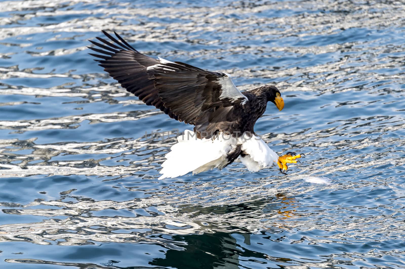 The Flying Predatory Stellers Sea-eagle near Rausu in Shiretoko, Hokkaido of Japan.