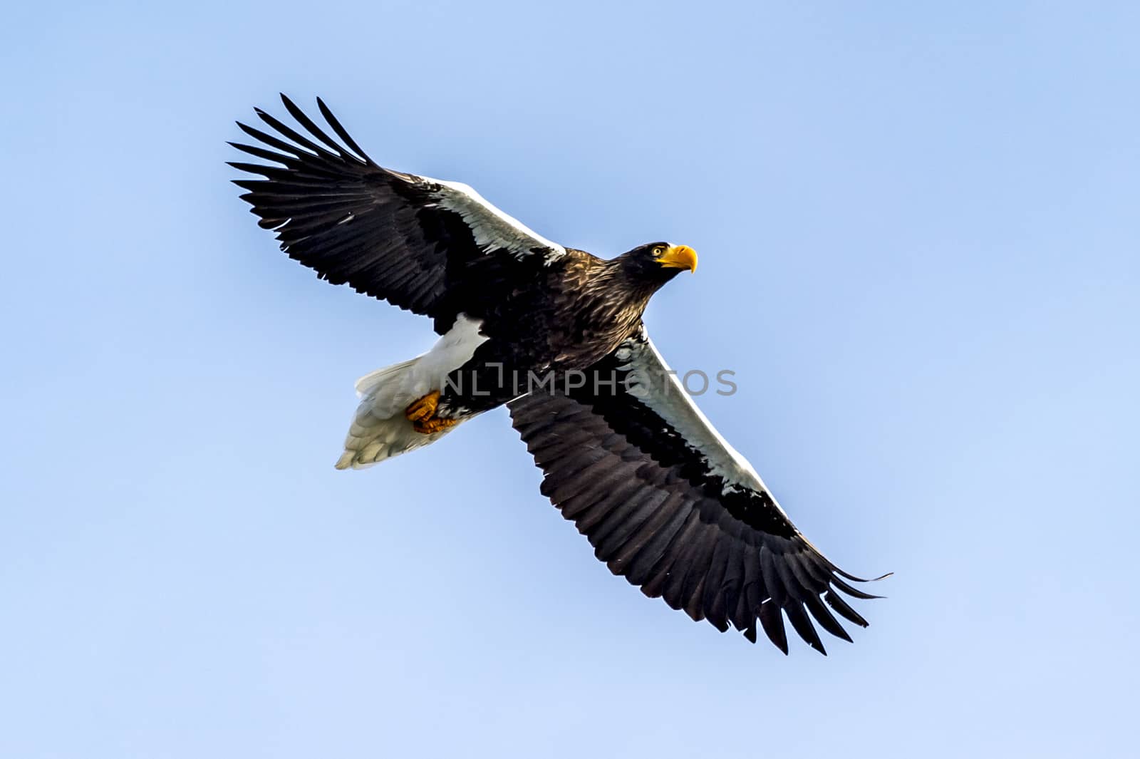 The Flying Predatory Stellers Sea-eagle near Rausu in Shiretoko, Hokkaido of Japan.