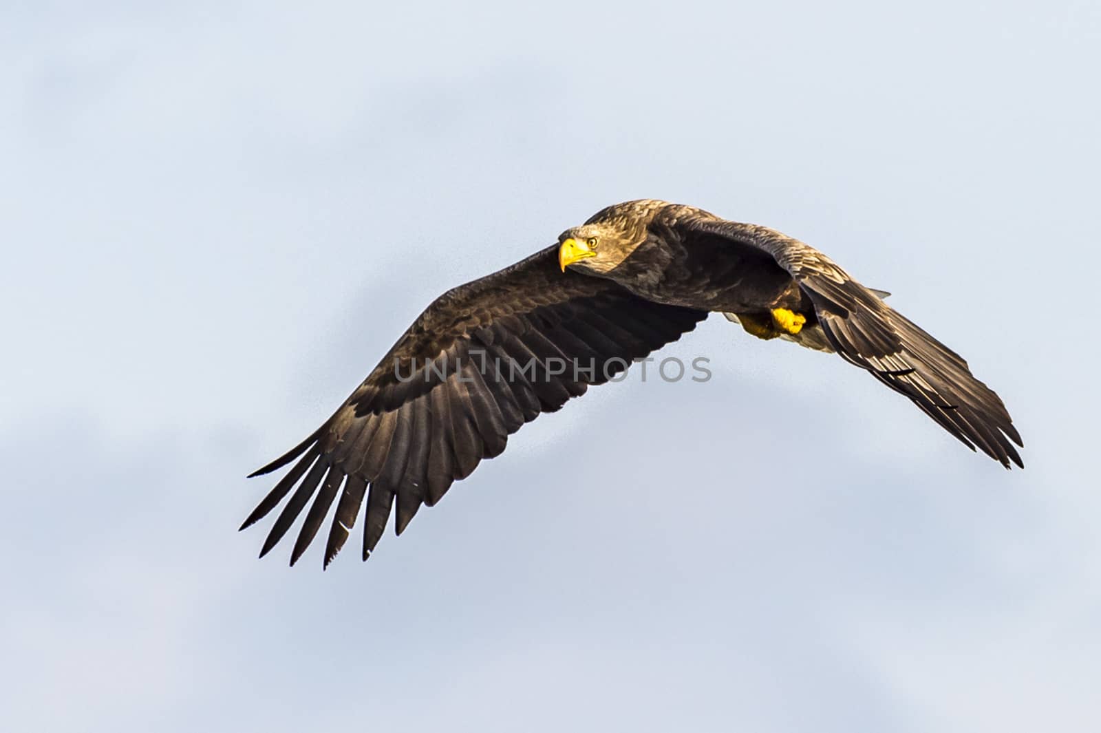 The Flying White-talied Sea Eagle near Rausu in Shiretoko, Hokkaido of Japan.