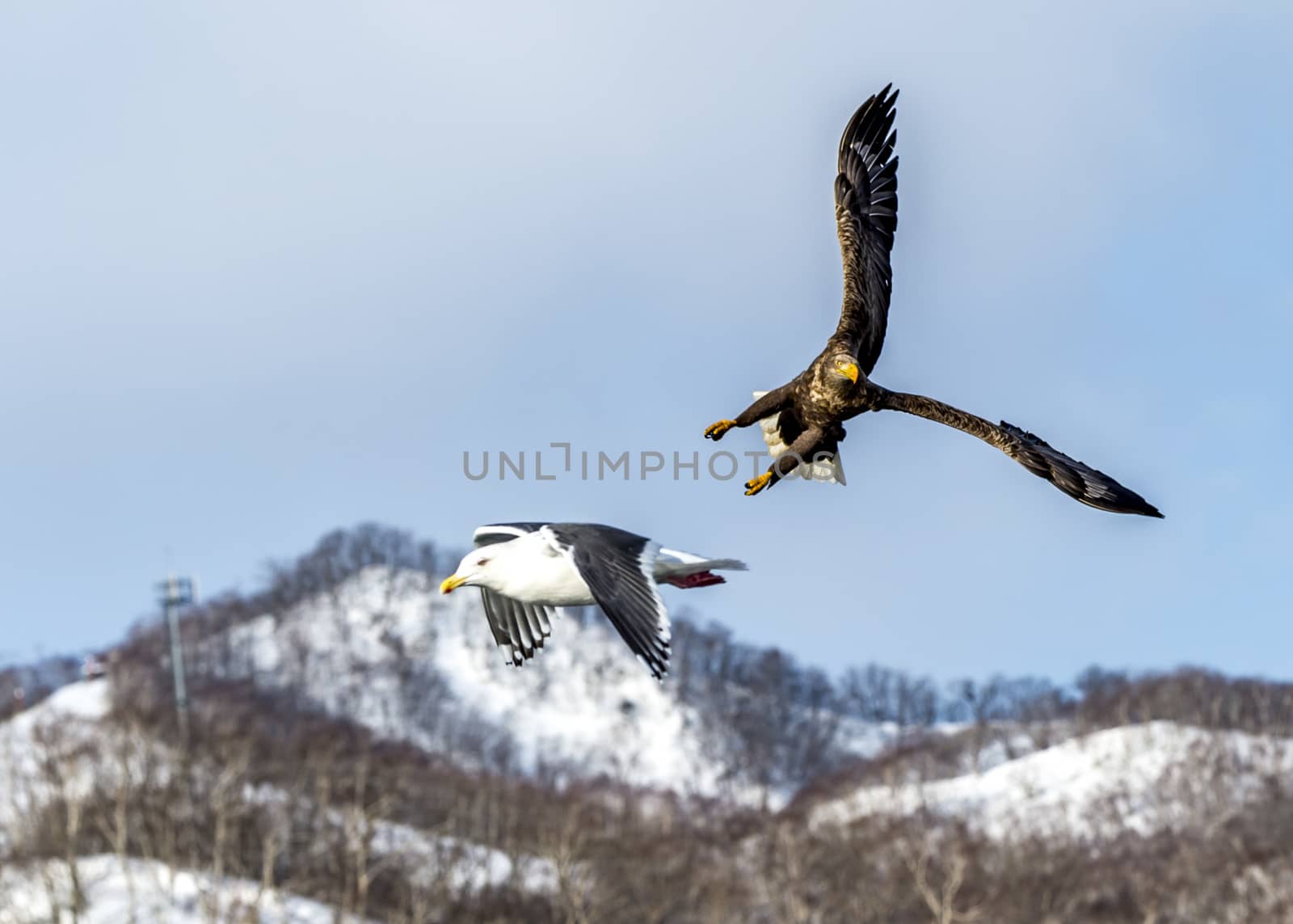 Flying Predatory White-talied Sea Eagle by JasonYU